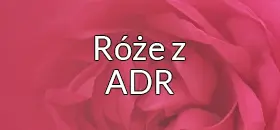 Róże z adr