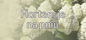 Hortensje na pniu