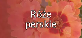 Róże perskie