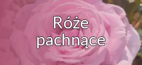 Róże pachnące