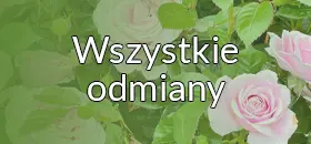 Wszystkie odmiany róż