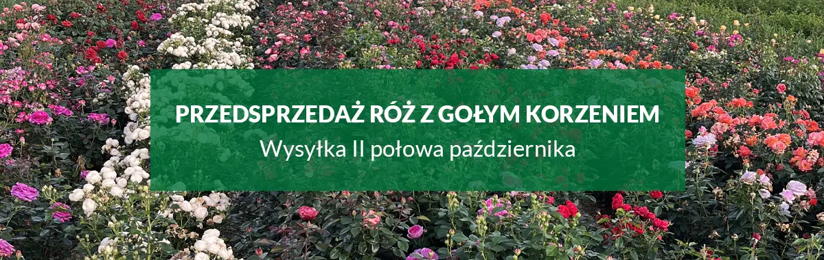 Przedsprzedaż goły korzeń