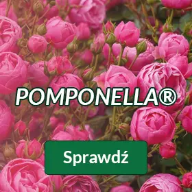 Pomponella
