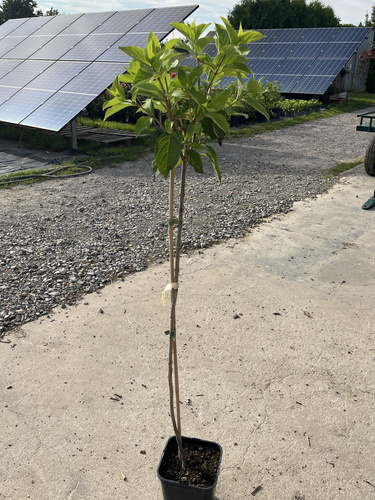 Hortensja bukietowa PHANTOM na pniu