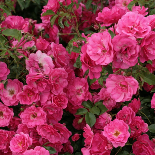 Róża rabatowa BAD BIRNBACH®