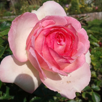 Róża parkowa EDEN ROSE®