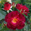 Róża parkowa ILE DE FLEURS®