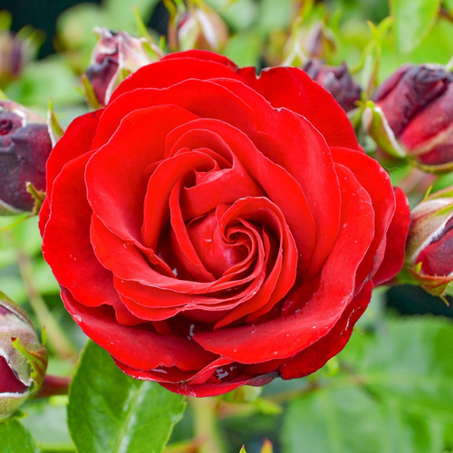 Róża miniaturowa MEDLEY® RUBY