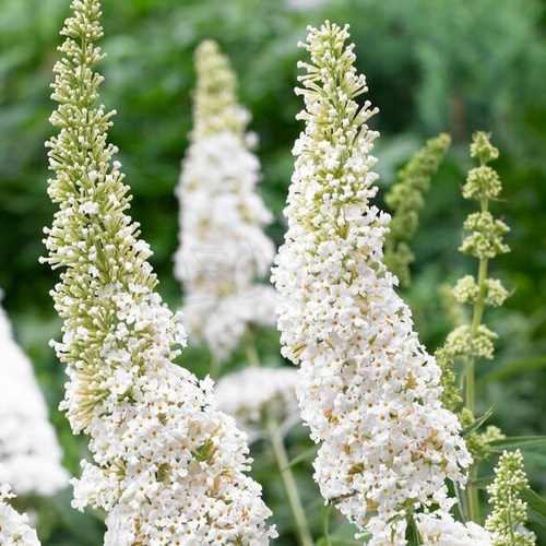 Budleja Dawida WHITE PROFUSION C1.5