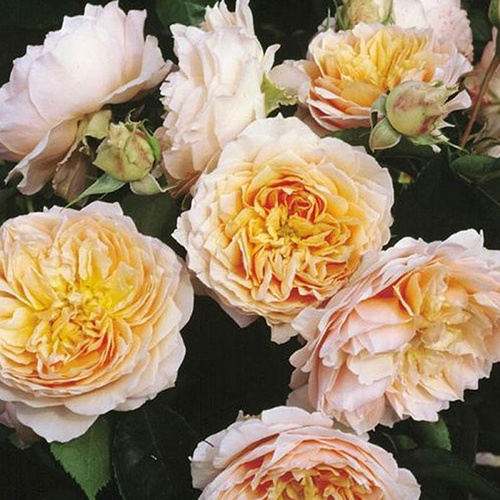 Róża pnąca GINGER SYLLABUB®