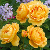Róża angielska GOLDEN CELEBRATION®