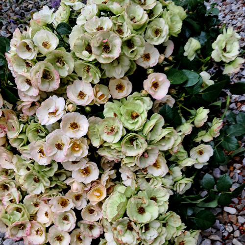 Róża parkowa TAŃCZĄCE RUSAŁKI®