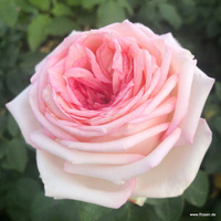 Róża wielkokwiatowa MEINE ROSE®