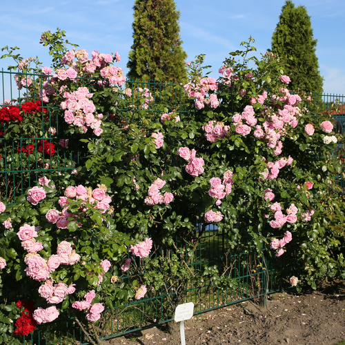 Róża pnąca SWEET LAGUNA®