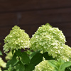 Hortensja bukietowa LIMELIGHT C5