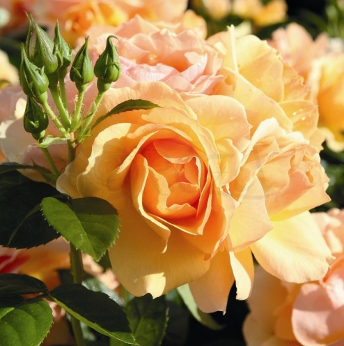 Róża pienna HANSESTADT ROSTOCK®