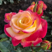 Róża wielkokwiatowa CASINO®