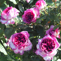 Róża rabatowa THIERRY MARX®