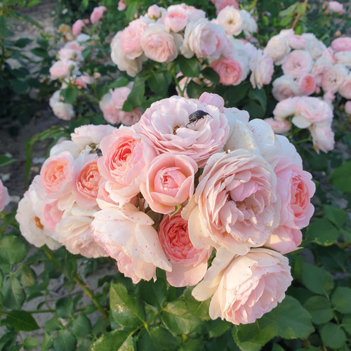 Róża rabatowa MISS GRANGER / HERMIONE®