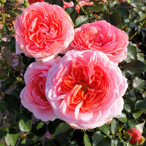 Róża rabatowa ARS NOVA®