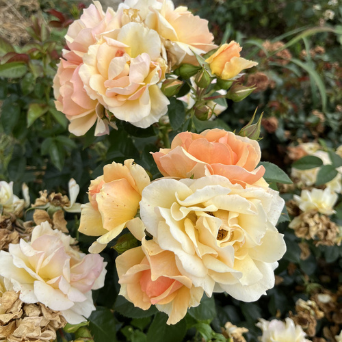 Róża pienna HANSESTADT ROSTOCK®