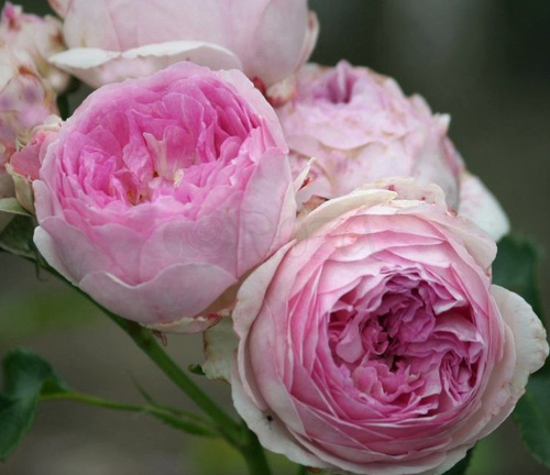 Róża rabatowa VESALIUS®