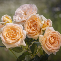 Róża wielkokwiatowa ELIKSIR SZCZĘŚCIA®