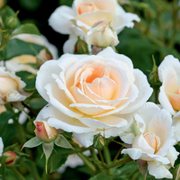 Róża rabatowa ISARPERLE®