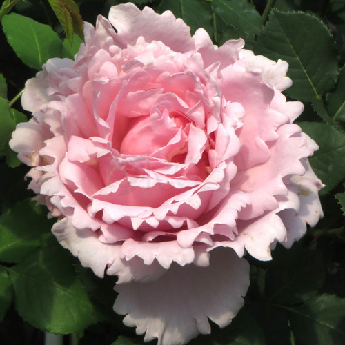 Róża wielkokwiatowa SOPHIE ROCHAS®