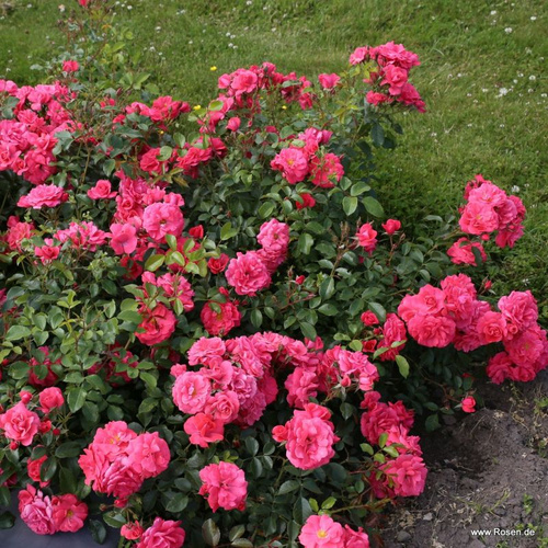 Róża rabatowa BAD BIRNBACH®