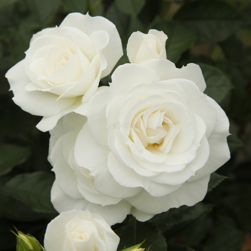 Róża rabatowa BABY SCHNEEWITTCHEN®