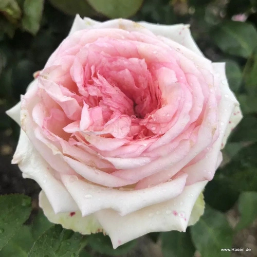 Róża wielkokwiatowa MEINE ROSE®
