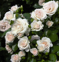 Róża okrywowa ASPIRIN ROSE®