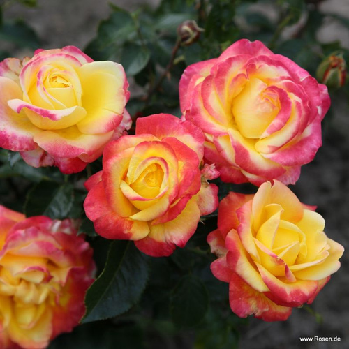 Róża wielkokwiatowa CASINO®