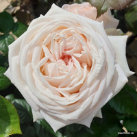 Róża wielkokwiatowa MADAME ANISETTE® Parfuma