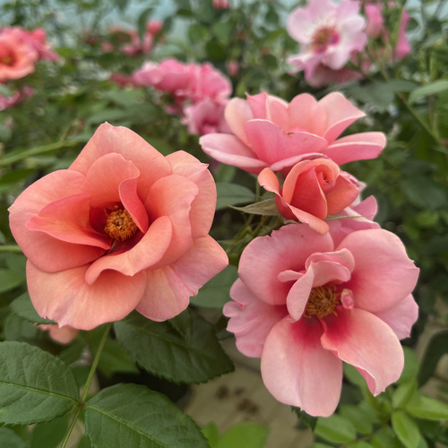 Róża MAESTRO BABYLON EYES®