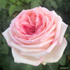 Róża wielkokwiatowa MEINE ROSE®