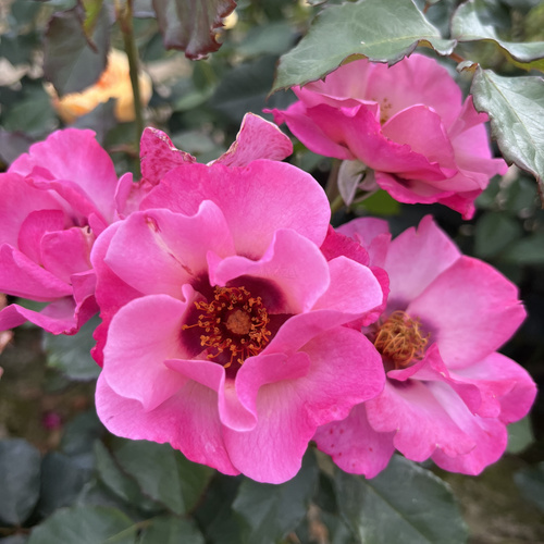 Róża rabatowa PERSIAN EYES®