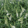 Budleja Dawida WHITE PROFUSION C1.5