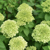 Hortensja bukietowa LIMELIGHT C5