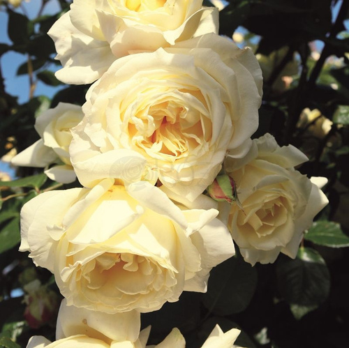 Róża pnąca ELFE®