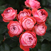 Róża miniaturowa POMPEJI®