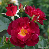 Róża parkowa ILE DE FLEURS®