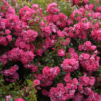 Róża okrywowa PALMENGARTEN FRANKFURT®