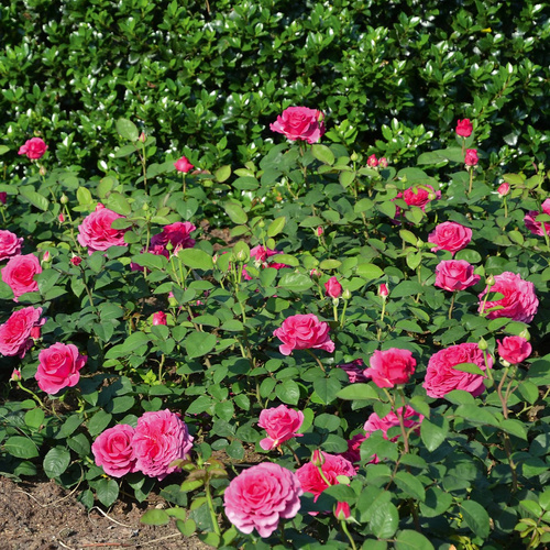 Róża wielkokwiatowa LAUDATIO®