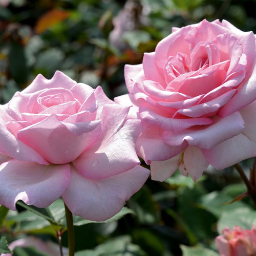 Róża wielkokwiatowa TENDENCE®