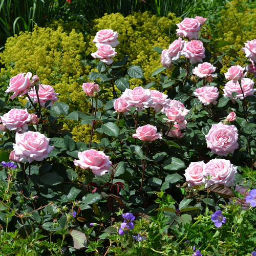 Róża wielkokwiatowa TENDENCE®