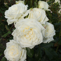 Róża pnąca ALASKA®