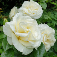 Róża wielkokwiatowa GRAŻKA®