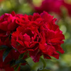 Róża okrywowa CENTRO-ROSE®